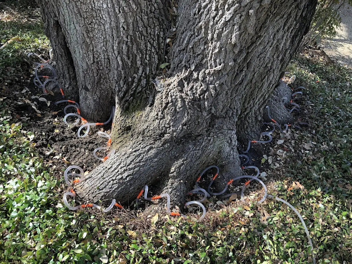 Detailed Tree Cabling and Bracing job site in Buchanan